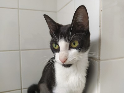 #PraCegoVer: Fotografia da gata Margo. Ela tem as cores branco e cinza, seus olhos são verdes.